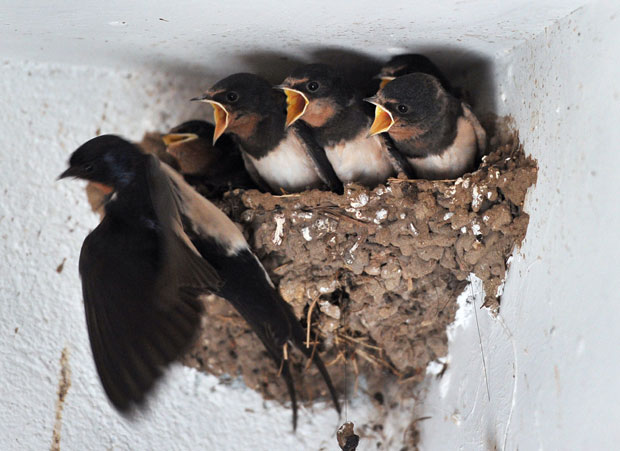 Под кровом Петковића 500 ласта!